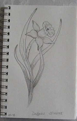 318x500 Daffodil Sketch Learning And Practicing Some Flowers. Luba S - Daffodil Sketch