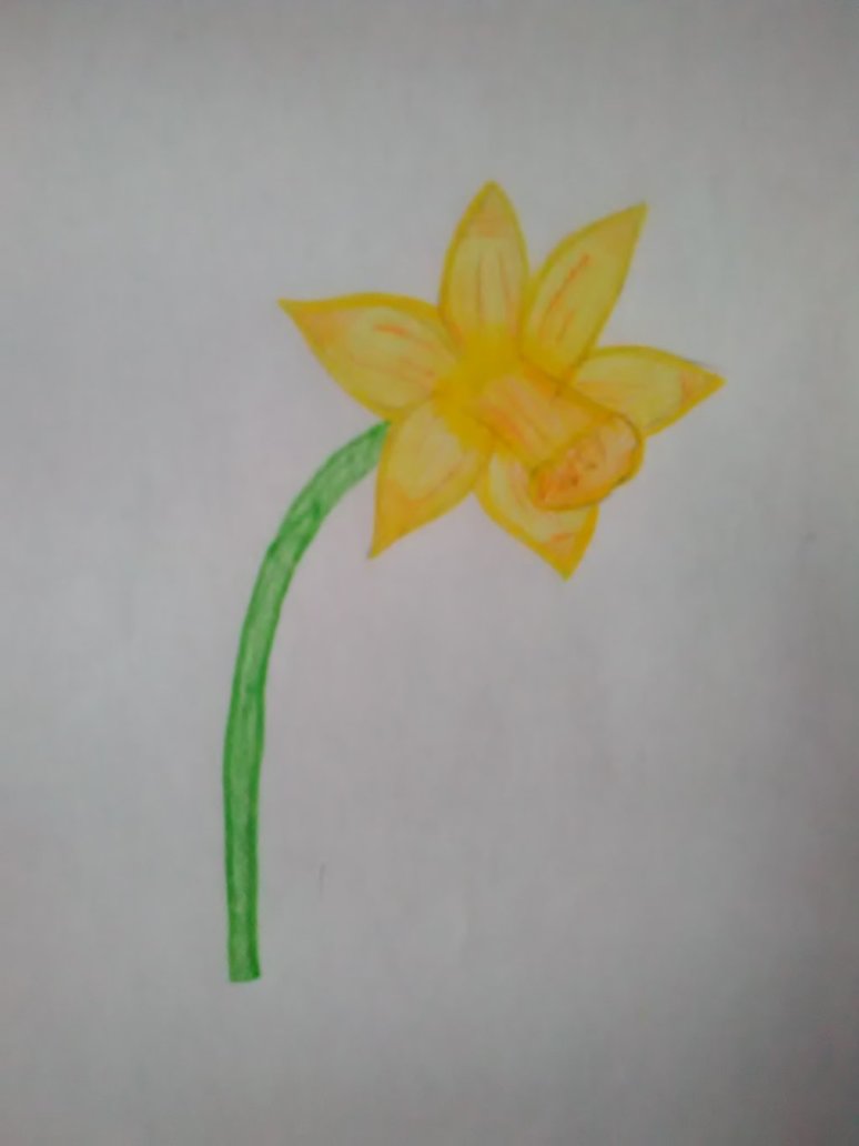 774x1032 Daffodil Flower Sketch By Lazypeach22 - Daffodil Sketch