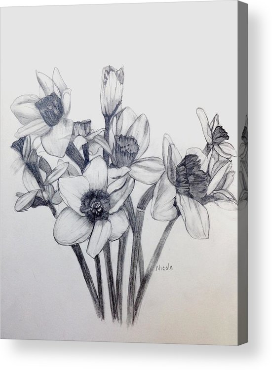 551x750 Daffodil Sketch Acrylic Print By Nicole Curreri - Daffodil Sketch
