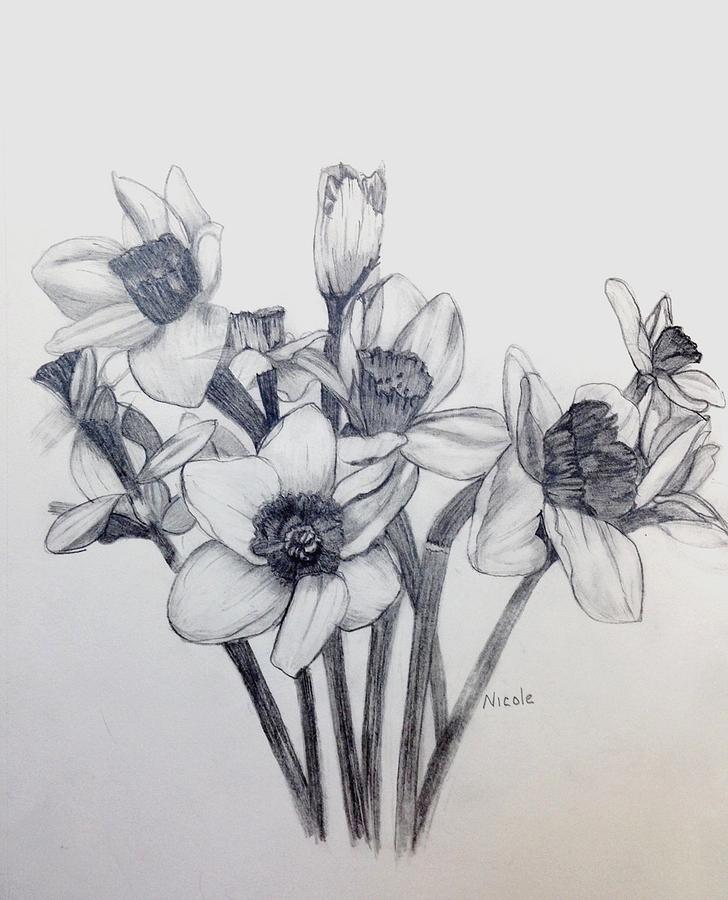 728x900 Daffodil Sketch Drawing By Nicole Curreri - Daffodil Sketch