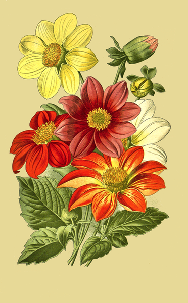 372x600 Dahlia Flowers Drawing Free Vintage Art - Dahlia Flower Sketch