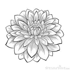236x236 Easy To Draw Hawaiian Flowers - Dahlia Flower Sketch
