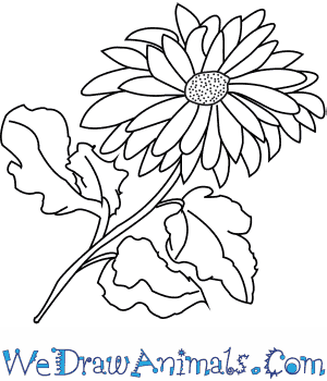 300x350 How To Draw A Dahlia Flower - Dahlia Flower Sketch