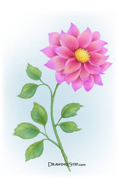 380x600 How To Draw A Flower Step By Step - Dahlia Flower Sketch