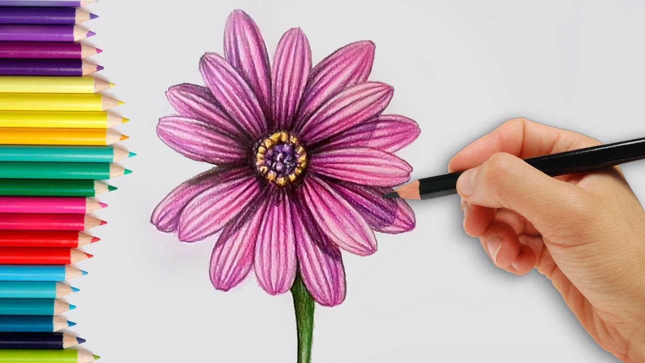 1280x720 How To Draw A Realistic Dahlia Flower Step By Step How To Do - Dahlia Flower Sketch