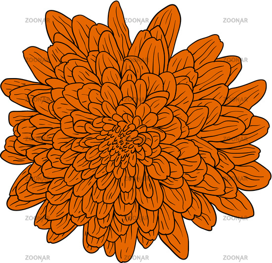 Dahlia Flower Sketch at PaintingValley.com | Explore collection of ...