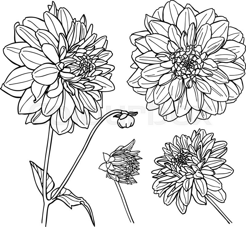 800x741 Vector Dahlia Flower Set. Line Art Illustration. Stock Vector - Dahlia Flower Sketch