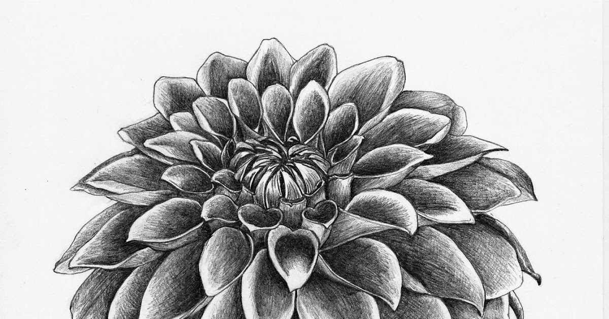 1200x630 All Things Creative Dahlia Sketch - Dahlia Flower Sketch
