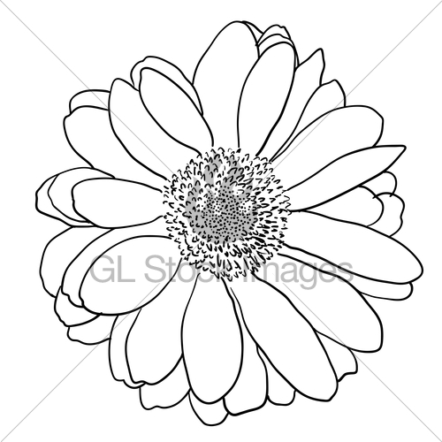 500x500 Beautiful Monochrome Sketch, Black And White Dahlia Flowe... Gl - Dahlia Flower Sketch