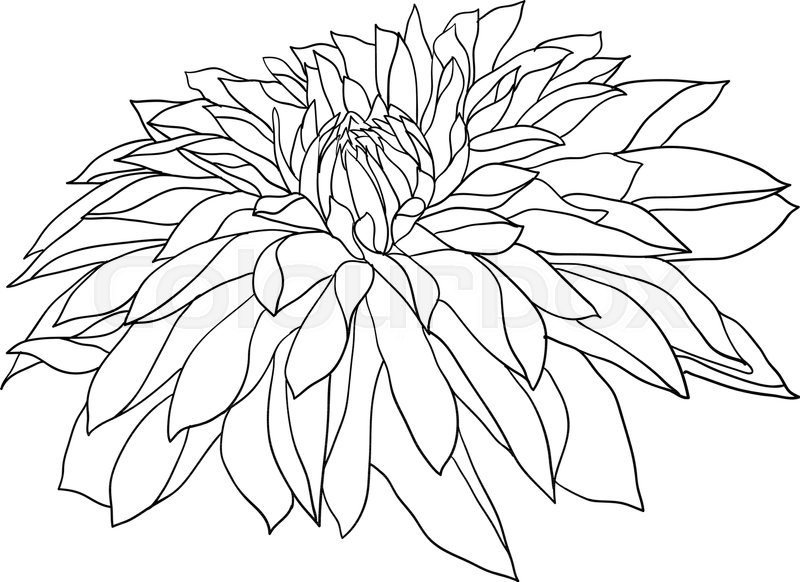 800x582 Beautiful Monochrome Sketch, Black And White Dahlia Flower - Dahlia Flower Sketch