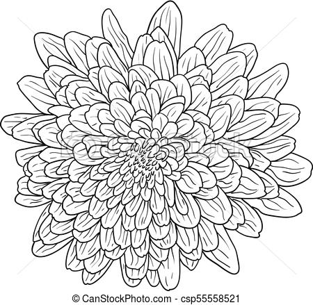 450x439 Beautiful Monochrome Sketch, Black And White Dahlia Flower Isolated. - Dahlia Flower Sketch