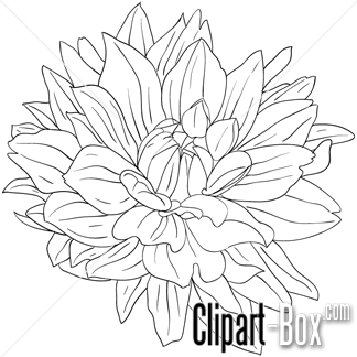 324x324 Clipart Dahlia Flower Sketch Style Coloriages - Dahlia Flower Sketch