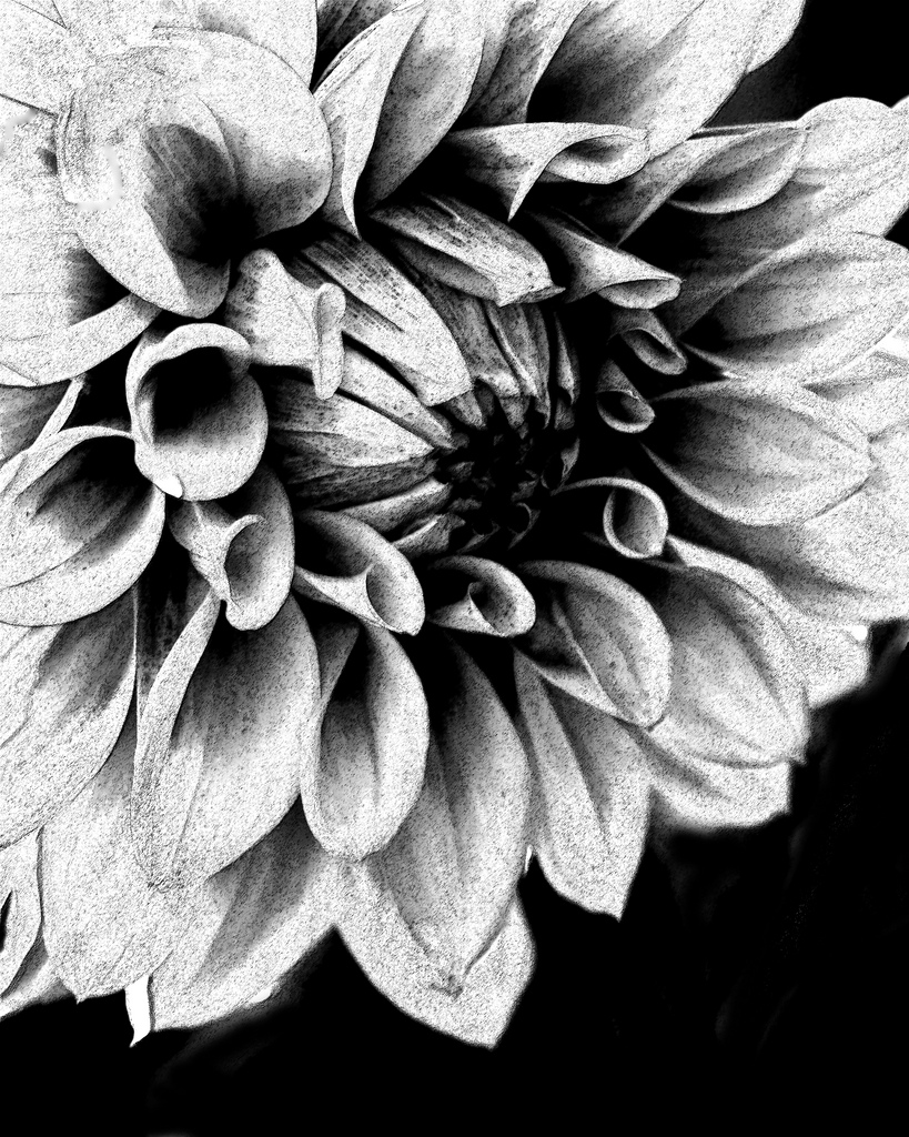 Dahlia Sketch at Explore collection of Dahlia Sketch