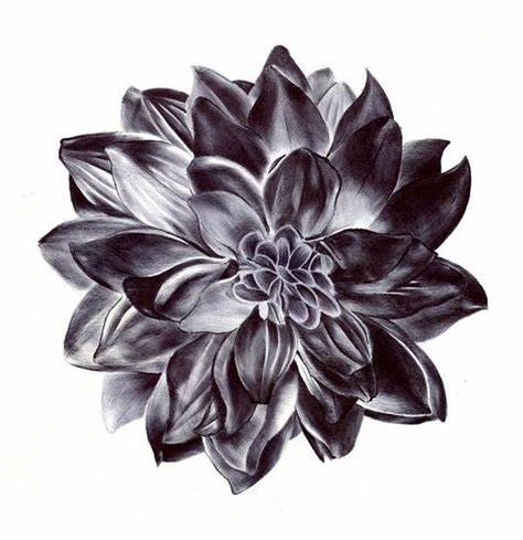 474x489 Dahlia Flower Drawing. How To Draw Dahlia Flower - Dahlia Sketch
