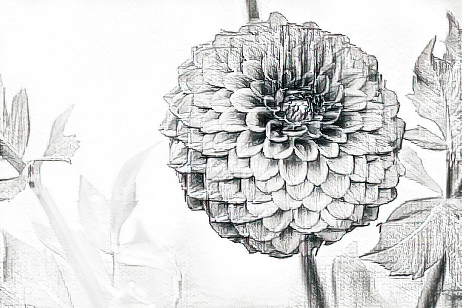 Dahlia Sketch at PaintingValley.com | Explore collection of Dahlia Sketch