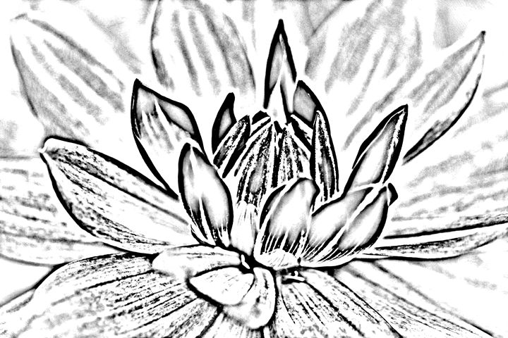 720x480 Dahlia Sketch Light - Dahlia Sketch