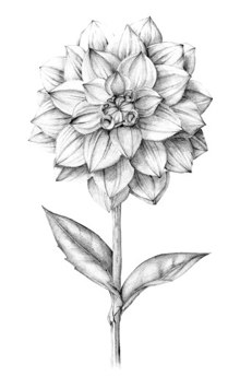 220x344 Illustration - Dahlia Sketch