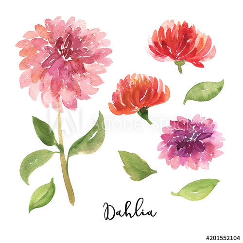 500x500 Set Of Sketch, Sumi E Watercolor Dahlia Flowers - Dahlia Sketch