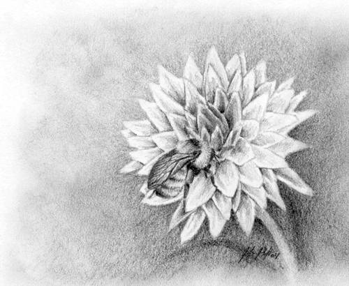 500x410 The Dahlia And The Bee Sketch By Jocarra - Dahlia Sketch