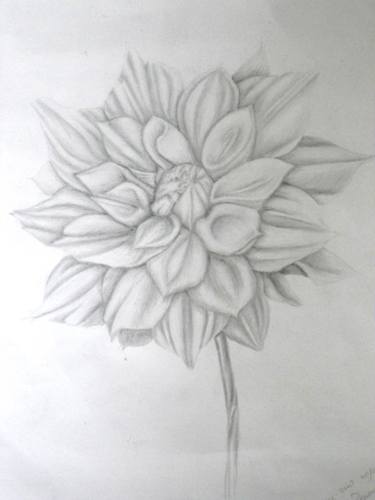 375x500 The Precious Dahlia Drawing By Olha Holovko Saatchi Art - Dahlia Sketch