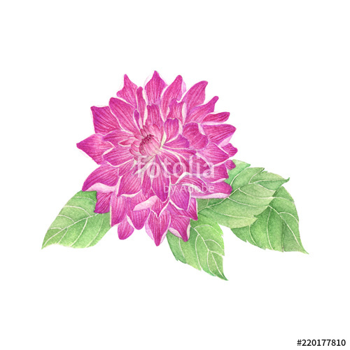 Dahlia Sketch at PaintingValley.com | Explore collection of Dahlia Sketch