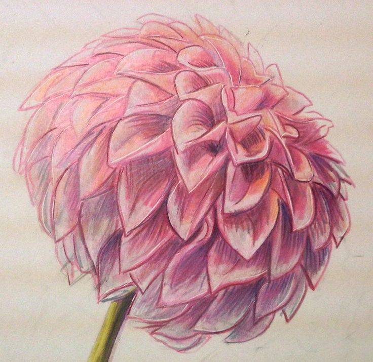 736x715 Dahlia And Peonies Tattoos Love This Angle, Beautiful Dahlia - Dahlia Sketch