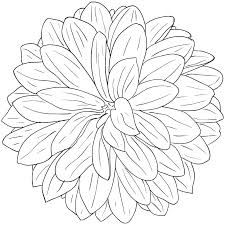 225x225 Dahlia Drawing - Dahlia Sketch