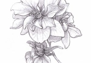 300x210 Black Dahlia Flower Drawing - Dahlia Sketch