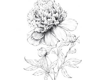 340x270 Botanical Art Sketch Dahlias Flower Artwork Floral Line Etsy - Dahlia Sketch