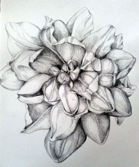 480x577 Dahlia, Dahlia Fairy Jots N Doodles - Dahlia Sketch