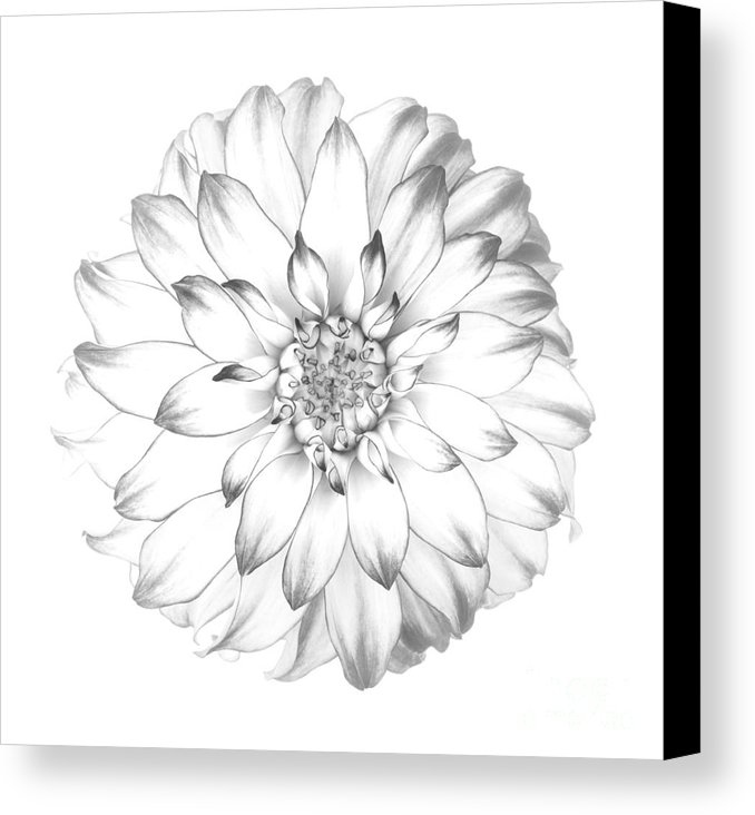 678x732 Dahlia Flower As Drawing In Black And White. Canvas Print Canvas - Dahlia Sketch
