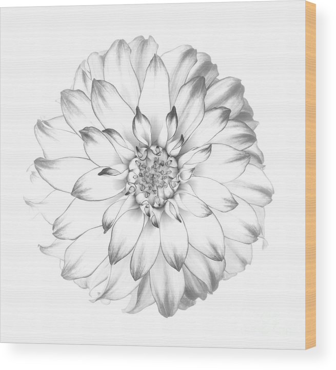 655x722 Dahlia Flower As Drawing In Black And White. Wood Print By - Dahlia Sketch