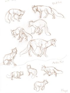 236x314 88 Best Daily Animal Sketches Images Animal - Daily Sketch Ideas
