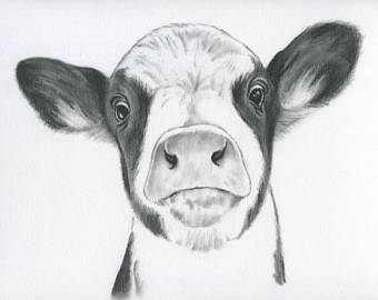 340x270 Cow Art Charcoal Drawing Print 810 Calf Etsy - Dairy Cow Sketch