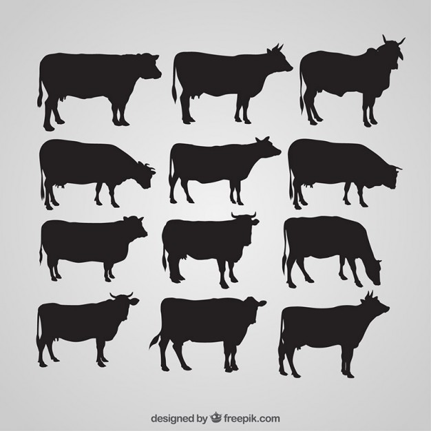 626x626 Cow Vectors, Photos And Psd Files Free Download - Dairy Cow Sketch