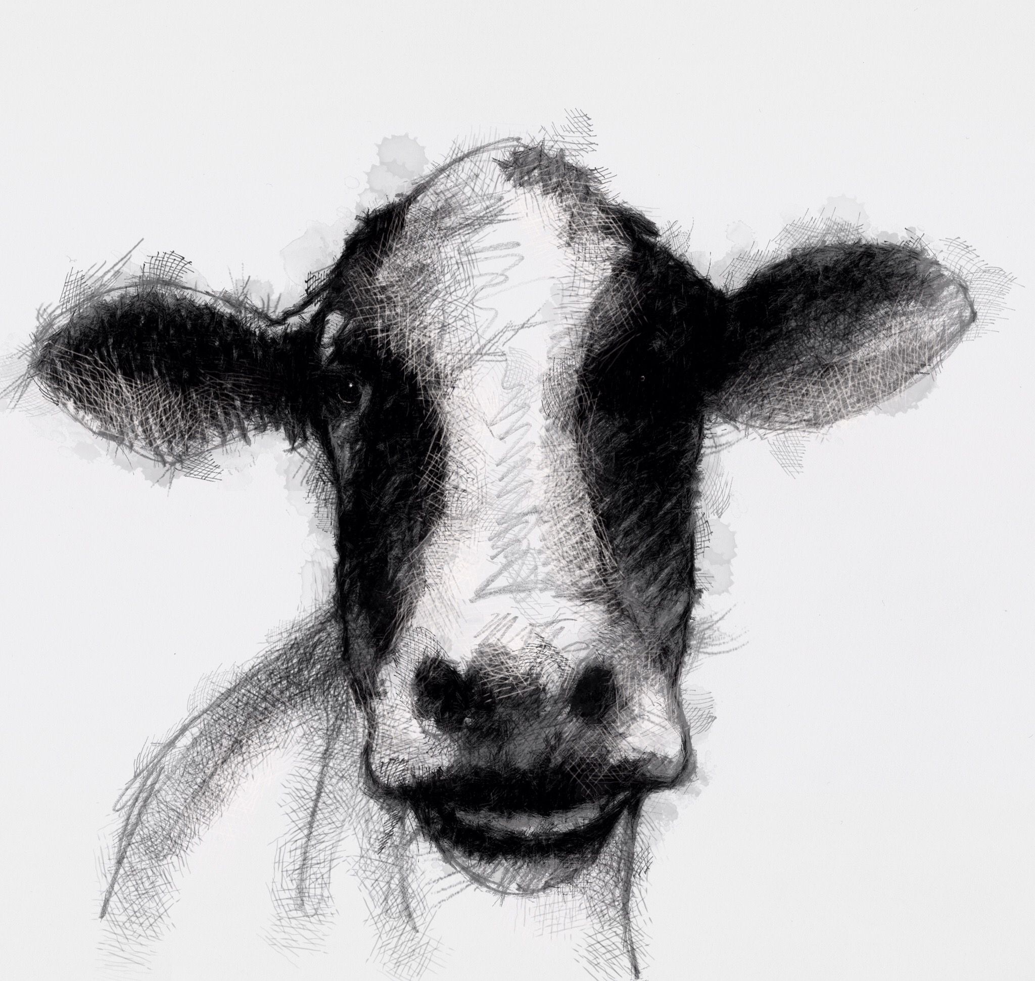 2048x1941 Dairy Cow Cow, Drawing Sketches And Sketches - Dairy Cow Sketch
