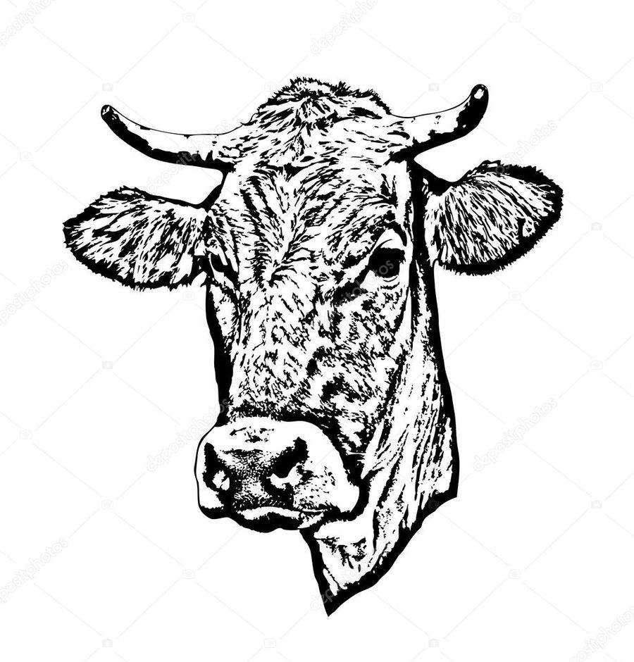900x940 Download Cow Vector Clipart Dairy Cattle Texas Longhorn Taurine - Dairy Cow Sketch