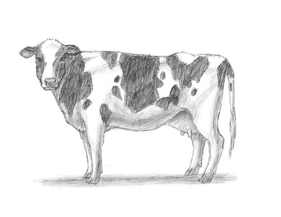 Dairy Cow Sketch At Explore Collection Of Dairy Cow Sketch 5370