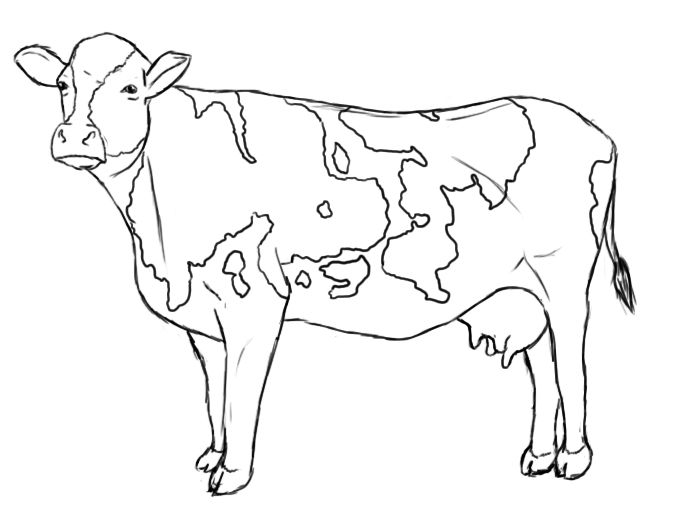 680x509 How To Draw A Cow Country Pop Painting Drawings - Dairy Cow Sketch