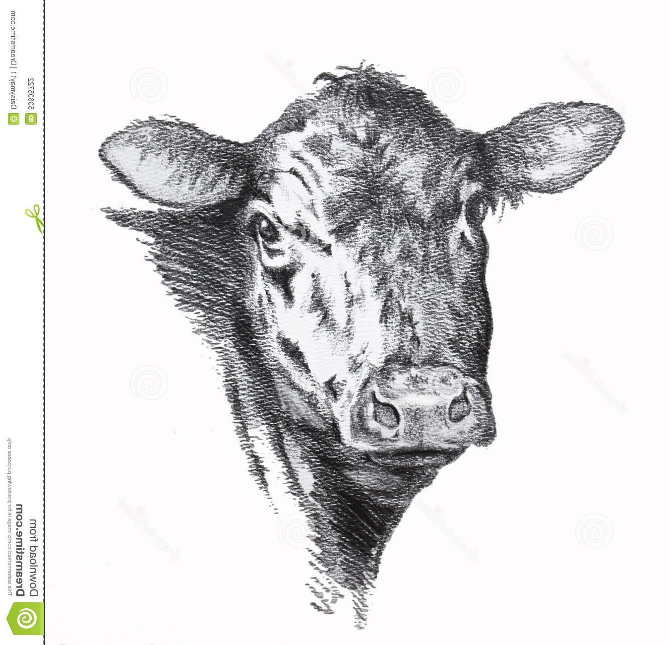 1349x1300 Unique Cow Pencil Drawing Black Angus Beef - Dairy Cow Sketch