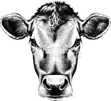 435x394 Dairy Cow Illustration - Dairy Cow Sketch