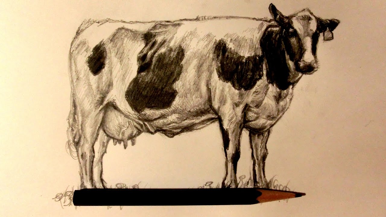 Dairy Cow Sketch At Explore Collection Of Dairy Cow Sketch 6690