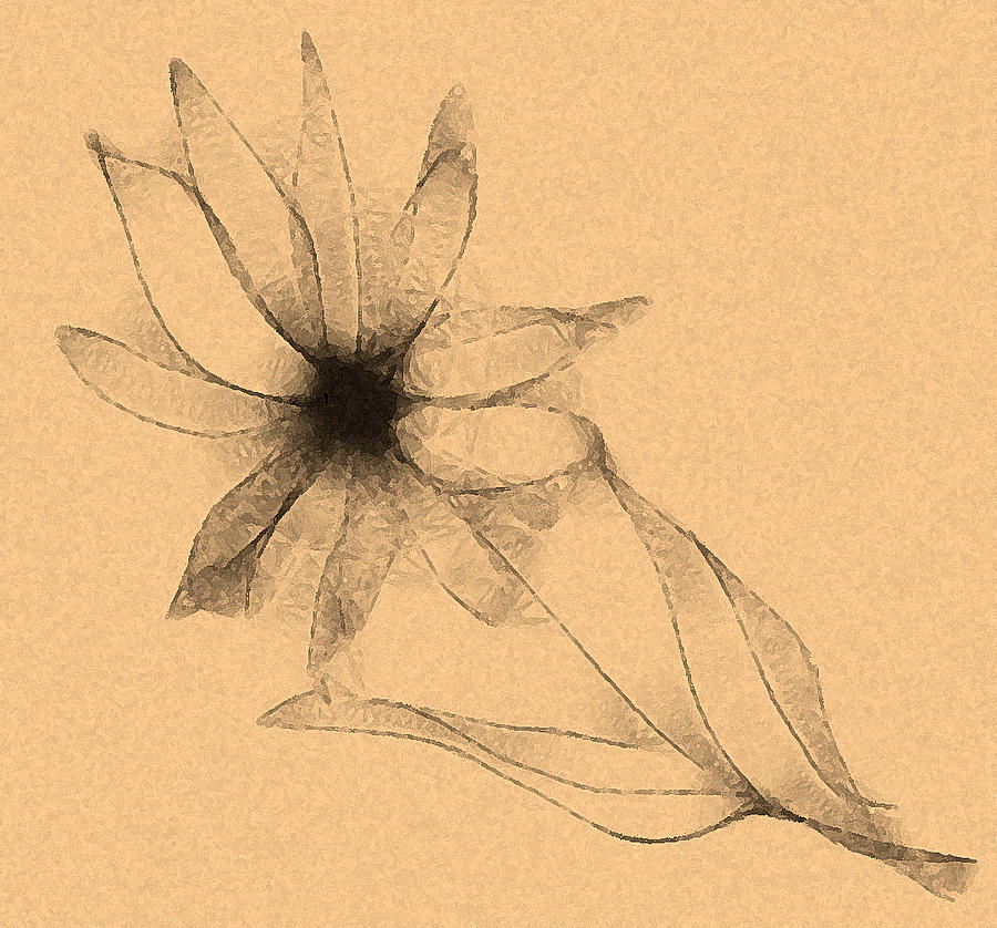 900x838 Daisy Chain Digital Art By Ellsbeth Page - Daisy Chain Sketch