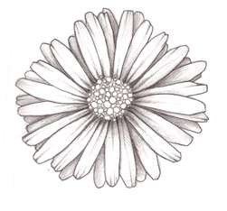 251x234 Free Daisy Chain Tattoo Designs ~ Tribal Ideas - Daisy Chain Sketch