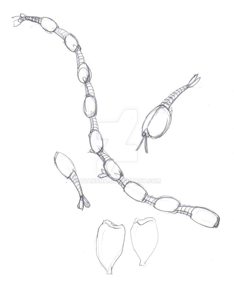 811x985 Sketch Chengjiang Daisychain By Avancna - Daisy Chain Sketch