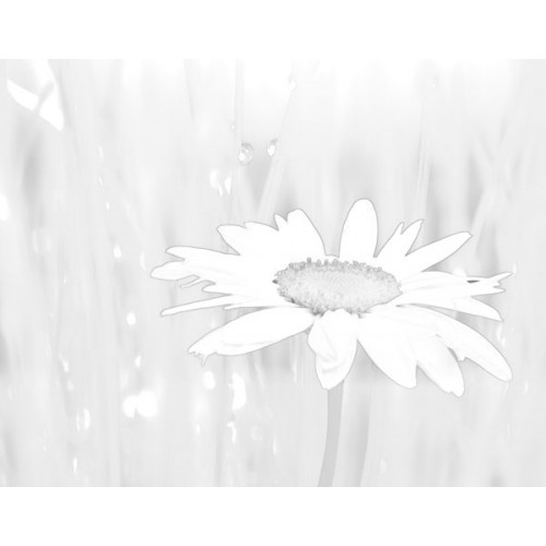 500x500 Daisy Flower Sketch For Canvas Painting - Daisy Flower Sketch