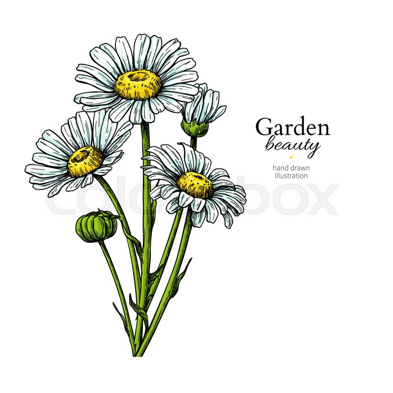 800x800 Daisy Flower Drawing. Vector Hand Drawn Floral Bouquet. Chamomile - Daisy Flower Sketch