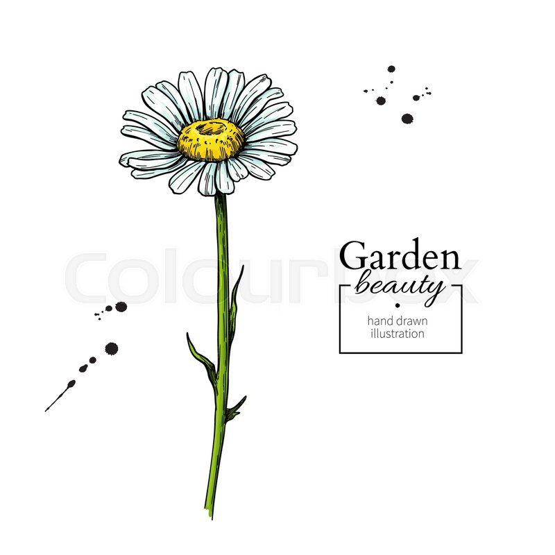 800x800 Daisy Flower Drawing. Vector Hand Drawn Floral Object. Chamomile - Daisy Flower Sketch