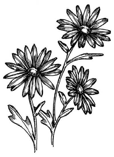 400x551 How To Draw A Daisy Howstuffworks - Daisy Flower Sketch