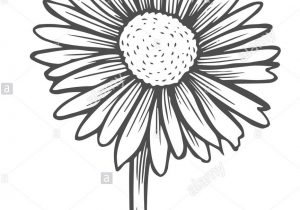 300x210 Pencil Drawings Of Daisies Daisy Flower Pencil Sketch Stock - Daisy Flower Sketch